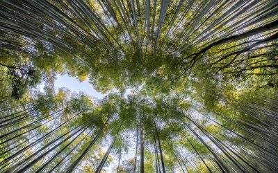 El cuento del bambú japonés, ideal para reflexionar sobre la paciencia y la perseverancia